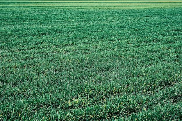 Foto grátis vista de campo verde do campo de um agricultor semeado com brotos de grama de primavera paisagem verde natural plantas espaço ecologia cuidado com a natureza a ideia de papel de parede como pano de fundo