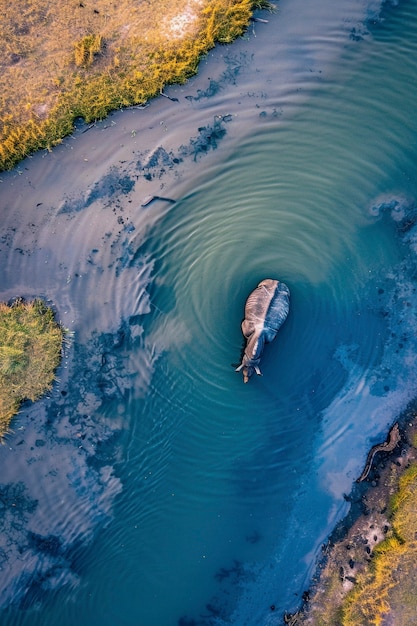 Foto grátis vista de um rinoceronte selvagem em seu habitat natural