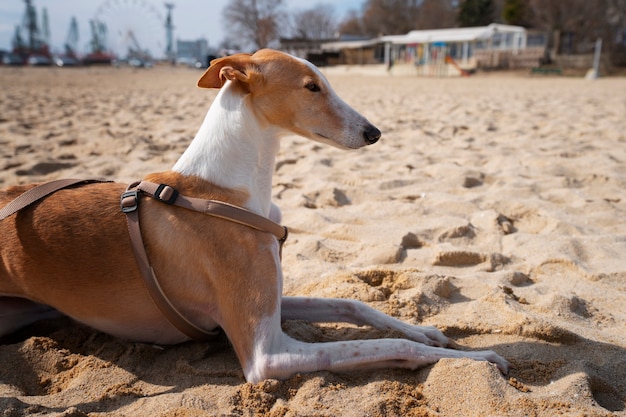 Foto grátis vista do cão galgo na praia