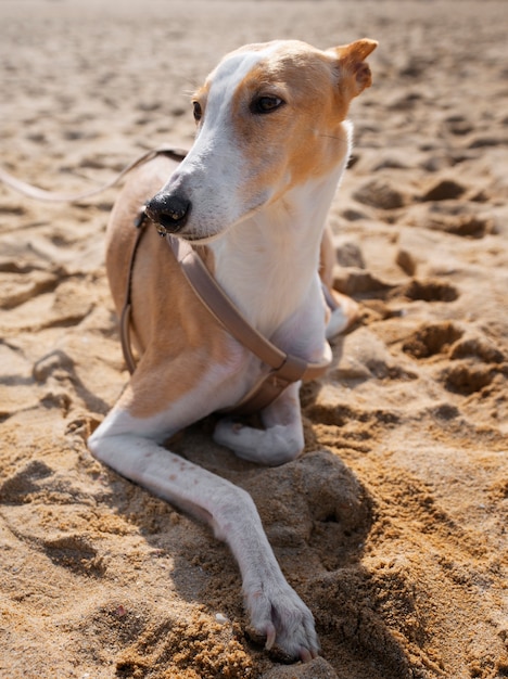 Foto grátis vista do cão galgo na praia