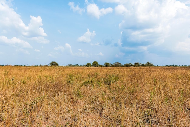 Vista frontal da paisagem africana com vegetação