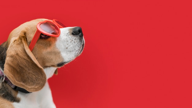 Foto grátis vista frontal de um lindo cachorro com espaço de cópia