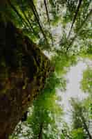 Foto grátis vista inferior de um grupo de árvores