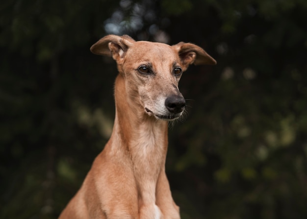 Foto grátis vista lateral cão galgo bonito do lado de fora