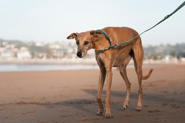 Foto grátis vista lateral cão galgo bonito na praia