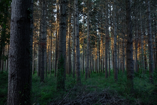 Kostenloses Foto atemberaubende aussicht auf einen atemberaubenden wald mit vielen bäumen