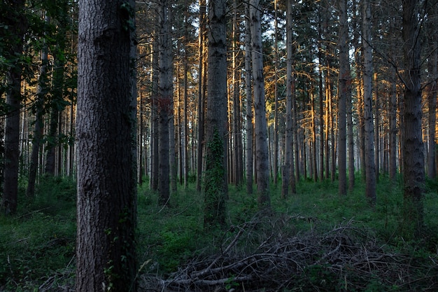 Kostenloses Foto atemberaubende aussicht auf einen atemberaubenden wald mit vielen bäumen