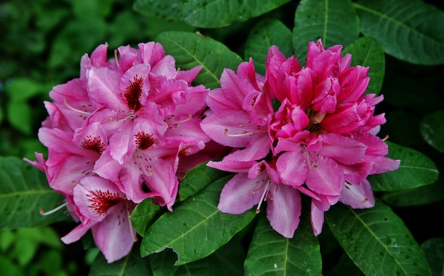 Kostenloses Foto aufnahme von rosa gilliflowers, die auf der insel mainau in deutschland blühen