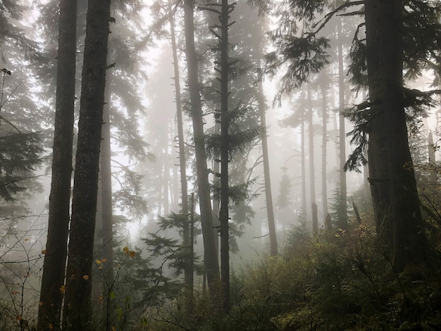 Kostenloses Foto bäume des waldes bedeckt im nebel in oregon, usa