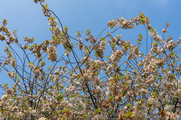 Kostenloses Foto bäume mit blättern und blumen an einem sonnigen tag