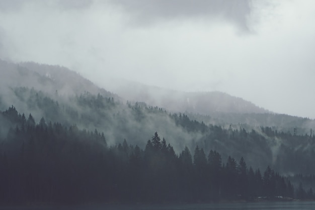 Kostenloses Foto bäume nebeneinander im wald, bedeckt vom kriechenden nebel