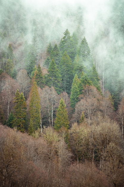 Kostenlose Foto bäume nebeneinander im wald, bedeckt vom kriechenden nebel