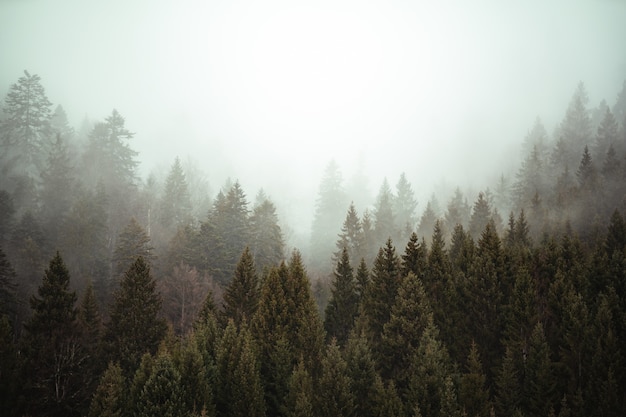 Kostenlose Foto bäume nebeneinander im wald, bedeckt vom kriechenden nebel