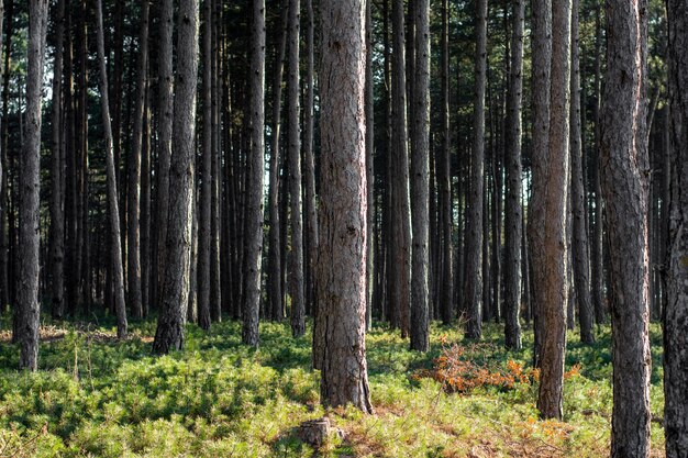 Bäume und Waldhintergründe