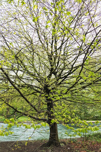 Kostenloses Foto baum mit vielen zweigen am fluss