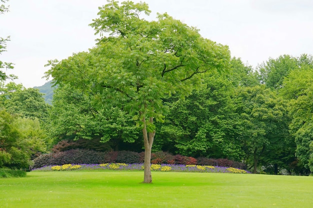 Kostenloses Foto baum vor einem garten