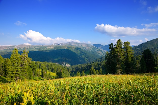 Berge Landschaft mit Zedernwald