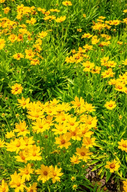 Blühte schöne, gelbe lanzenblättrige Coreopsis-Blüten