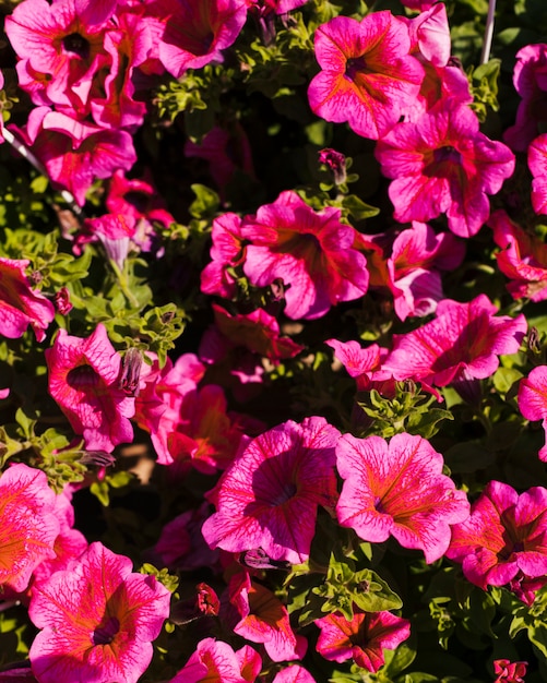 Kostenloses Foto blumen im freien