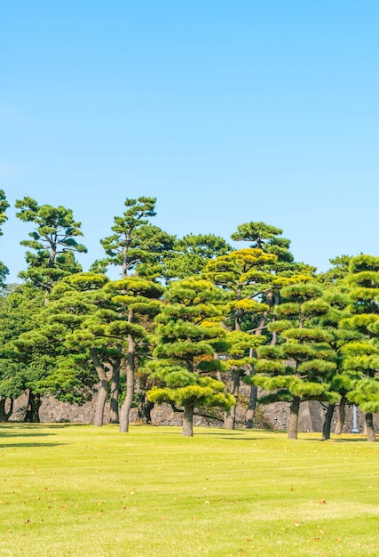 Kostenloses Foto bonsai-baum im garten des kaiserpalastes in tokio city