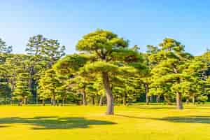 Kostenloses Foto bonsai-baum im garten des kaiserpalastes in tokio stadt japan