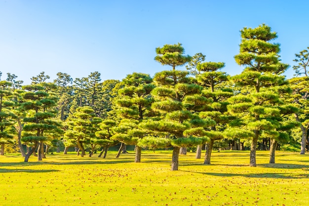 Kostenloses Foto bonsai-baum im garten des kaiserpalastes in tokio stadt japan