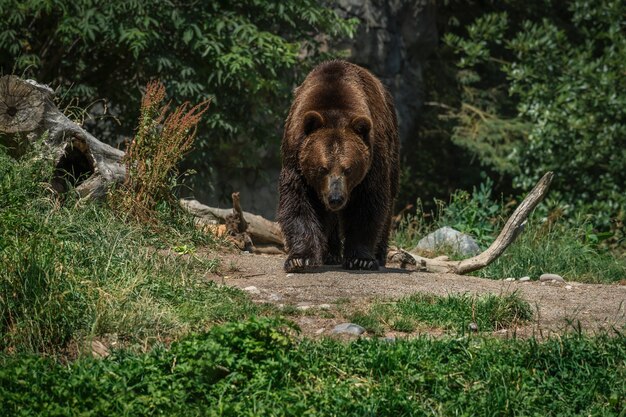 Braunbär im Wald