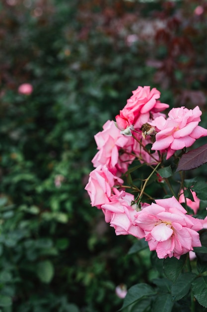 Kostenloses Foto bündel frische rosa blumen