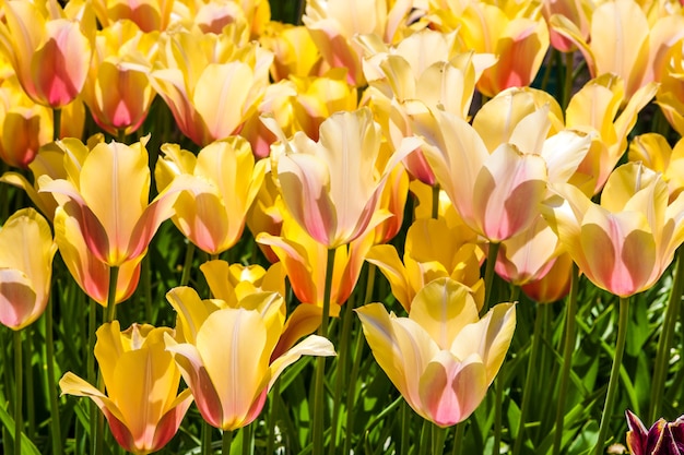 Kostenloses Foto bunte tulpen schließen oben im keukenhof blumengarten, lisse, niederlande, holland