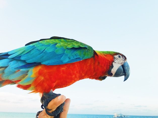 Kostenlose Foto bunter macaw sitzt auf dem arm des mannes