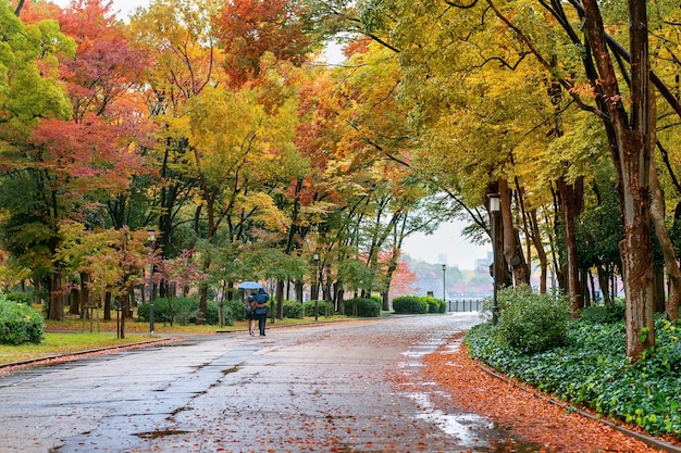 Kostenlose Foto buntes laub im herbstpark. herbstsaison.