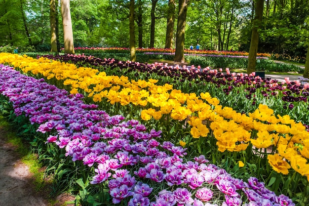 Kostenloses Foto das tulpenfeld im keukenhof-blumengarten, lisse, niederlande, holland