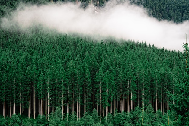 Kostenloses Foto dichter wald mit hohen kiefern und nebel darauf