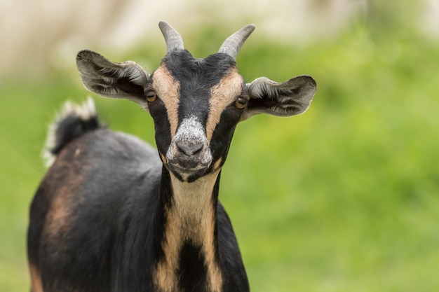 Kostenloses Foto entzückende schwarze ziege mit braunen mustern im zoo