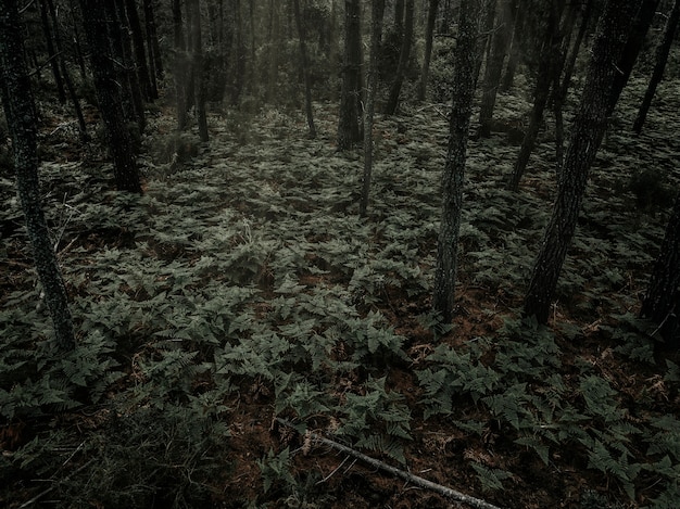 Kostenloses Foto farne, die im dichten wald wachsen