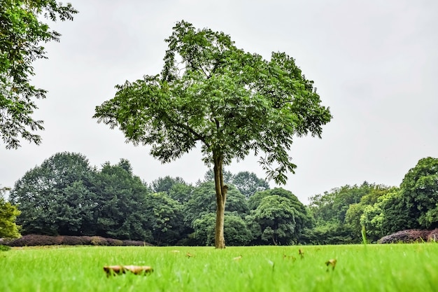 Kostenloses Foto feld mit grünem gras und bäume