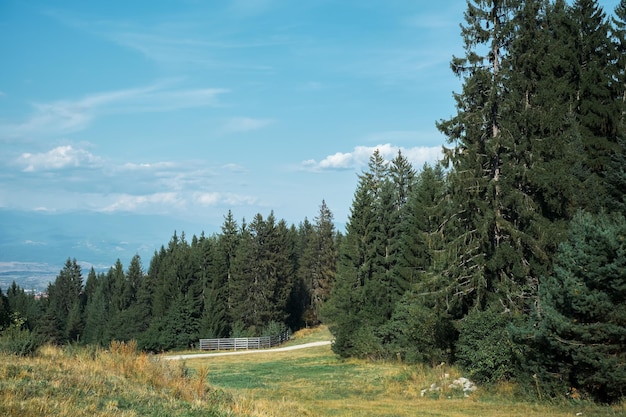 Kostenloses Foto fichtenwald am mittag, schöne landschaftsidee für poster mit kopierraum für erholung im freien