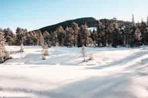 Kostenloses Foto fichtenwald im winter mit schnee bedeckt