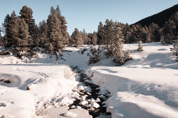 Kostenloses Foto fichtenwald im winter mit schnee bedeckt