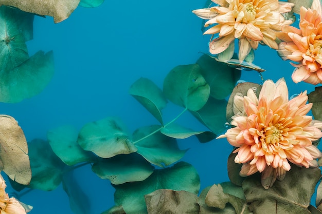 Flach legen blasse Chrysanthemen in blau gefärbtem Wasser