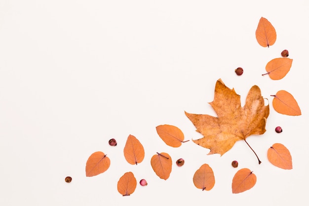 Kostenlose Foto flache lage der verschiedenen herbstblätter