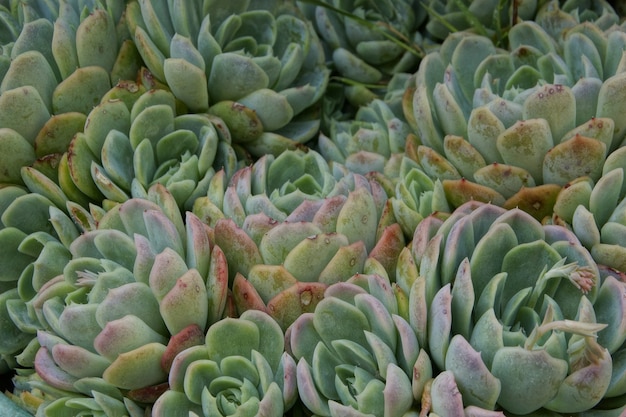 Kostenlose Foto frische sukkulenten in einem garten