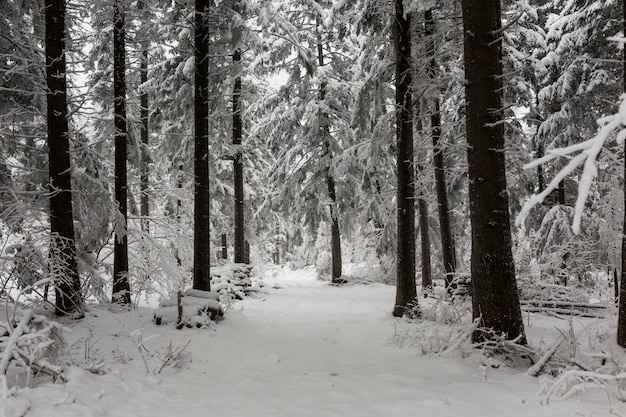 Kostenloses Foto frosty wälder im wald