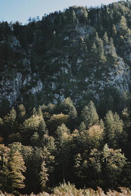 Kostenloses Foto gefrorener mysteriöser wald an einem warmen wintertag, der zeigt, wie schön der winter sein kann