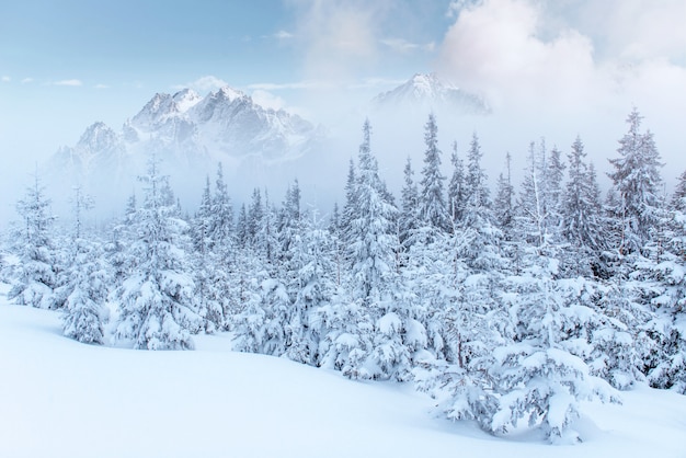 Kostenloses Foto geheimnisvolle winterlandschaft majestätische berge im winter.