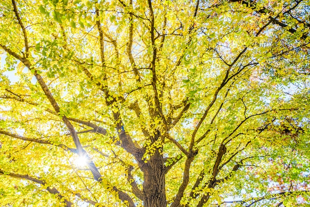 Kostenloses Foto gelber ginkgobaum in tokyo