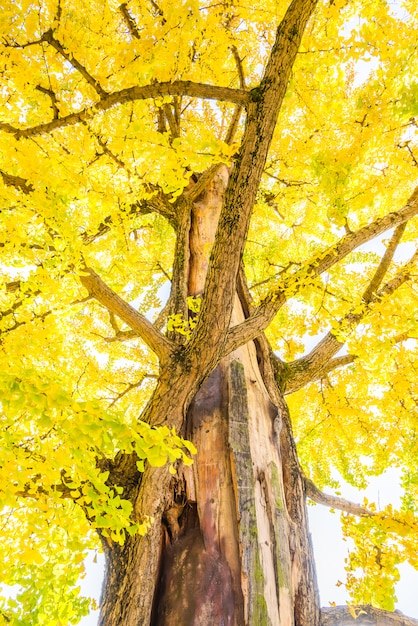 Ginkgobaum in Japan