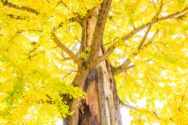 Kostenloses Foto ginkgobaum in japan