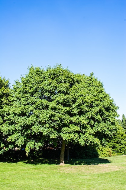 Kostenloses Foto großer baum mit dichten zweigen und blättern und klarem himmel in der