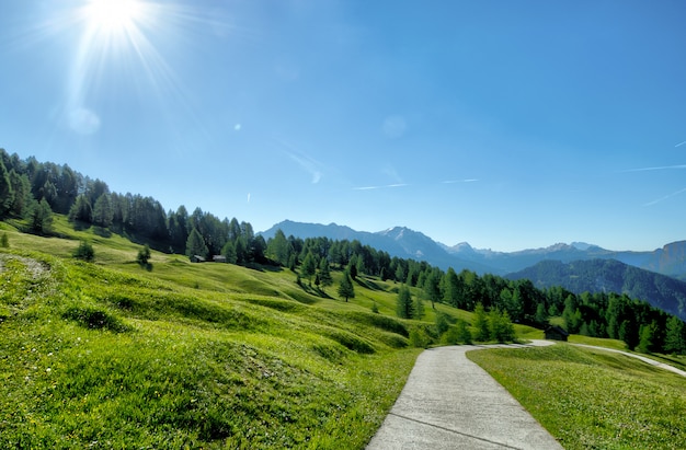 Kostenloses Foto grüne gräser